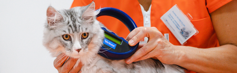 Government announces compulsory cat microchipping